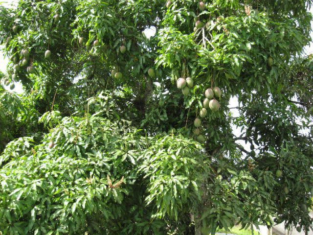 mango tree.jpg